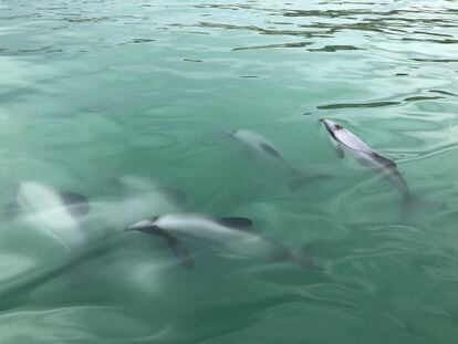 Imagen de un grupo de delfines māui.