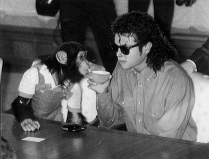 Michael Jackson llevó a Bubbles de gira por Japón. En la imagen, el chimpancé bebe de su misma taza de té en la visita del cantante al ayuntamiento de Osaka en septiembre de 1987. 