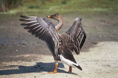 A specimen of country goose.