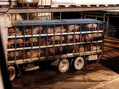 Un camión de transporte de cerdos, en una imagen de archivo.