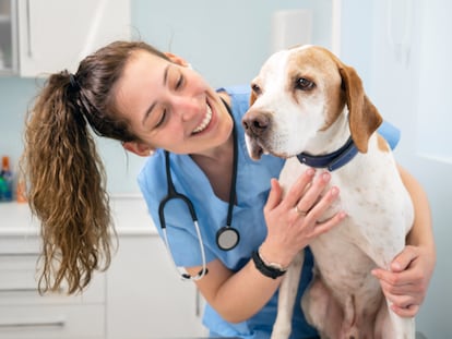 Curso 'online' de Auxiliar y Asistente de Clínica Veterinaria