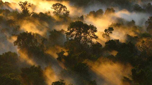 La selva amazónica superó su máxima capacidad de retirar CO2 de la atmósfera en los años 90.