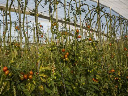Cultivo de tomates en un invernadero en Almer&iacute;a.