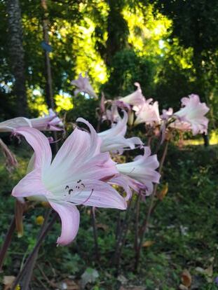 Belladonas en el Real Jardín Botánico de Madrid. / E. B.