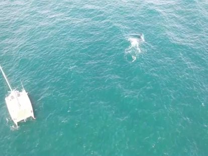 Vídeo | Tráfico marítimo, la principal amenaza para las ballenas del Mediterráneo
