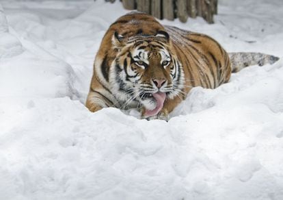 Un tigre siberiano, en el zoo de Bucarest, Rumanía.