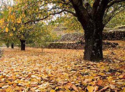 Cerezos en un bancal cuajado de hojas secas de la localidad de Jerte (Cáceres).