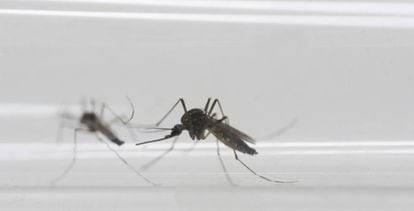 El mosquito es el principal transmisor del virus