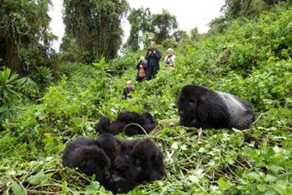 Un grupo de visitantes fotografiando un grupo de gorilas en el Parque Nacional de los Volcanes, en Ruanda.
