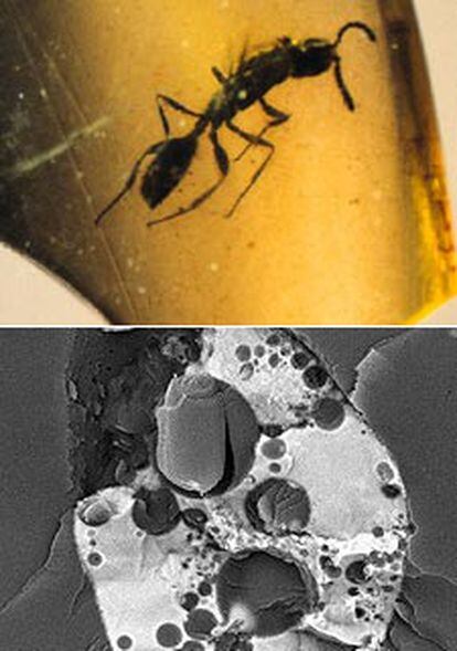 Protozoo observado con microscopio electrónico de barrido a bajas temperaturas en el ámbar de Peñacerrada. Abajo, fragmento con un insecto dentro.