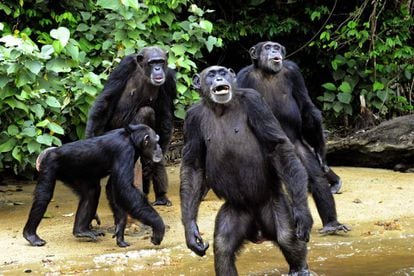 Un grupo de chimpancés de La Isla del Mono en el sur de Liberia, el 25 de junio de 2015.