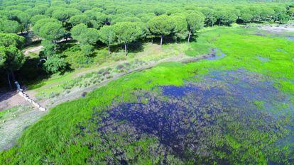 Una de las lagunas del Parque de Doñana que se están regenerando.