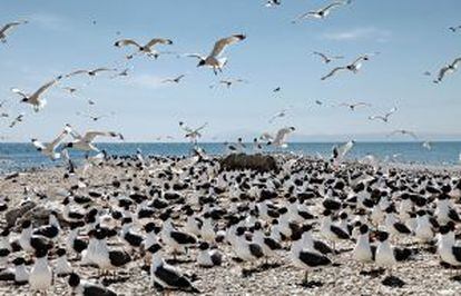 Aves migratorias en el lago salado de Qinghai (China).