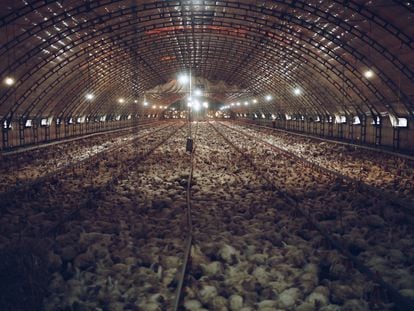 Imagen de una granja de pollos.