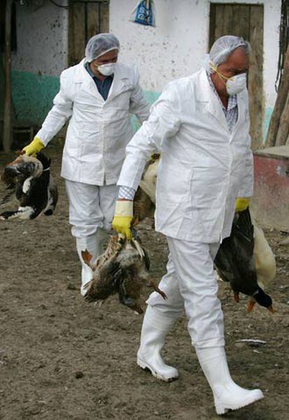 Las autoridades sanitarias rumanas han ordenado el sacrificio de miles de animales tras detectar la enfermedad.