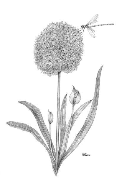 Allium, una bulbosa que florece una vez al año.