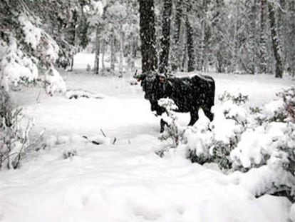 Un toro observa la fuerte nevada que caía en la serranía de los Montes Universales en Teruel.