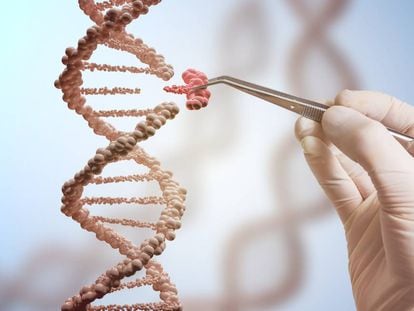 La técnica CRISPR permite reemplazar trozos de ADN