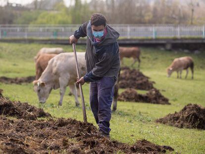 Roberto extiende estiércol en la finca donde pastan sus vacas del barrio de A Tolda, en Lugo, Galicia (España), a 24 de marzo de 2021.