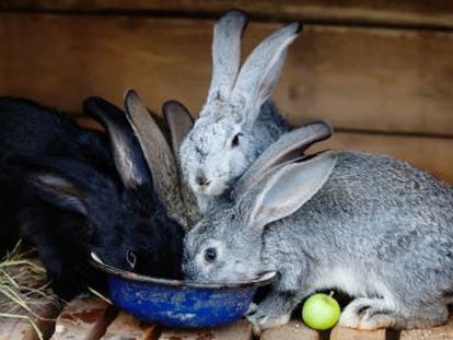 El Ministerio de Sanidad pone a estos animales como ejemplo en un anuncio para combatir la baja natalidad