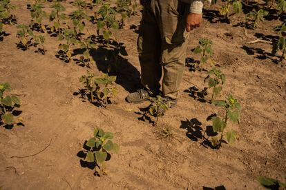 Joan Hofer camina entre plantas de soja secas en San Jerónimo Sud, en la Provincia de Santa Fe.