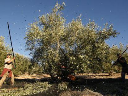 Varios jornaleros trabajan en la recogida de la aceituna en Granada.