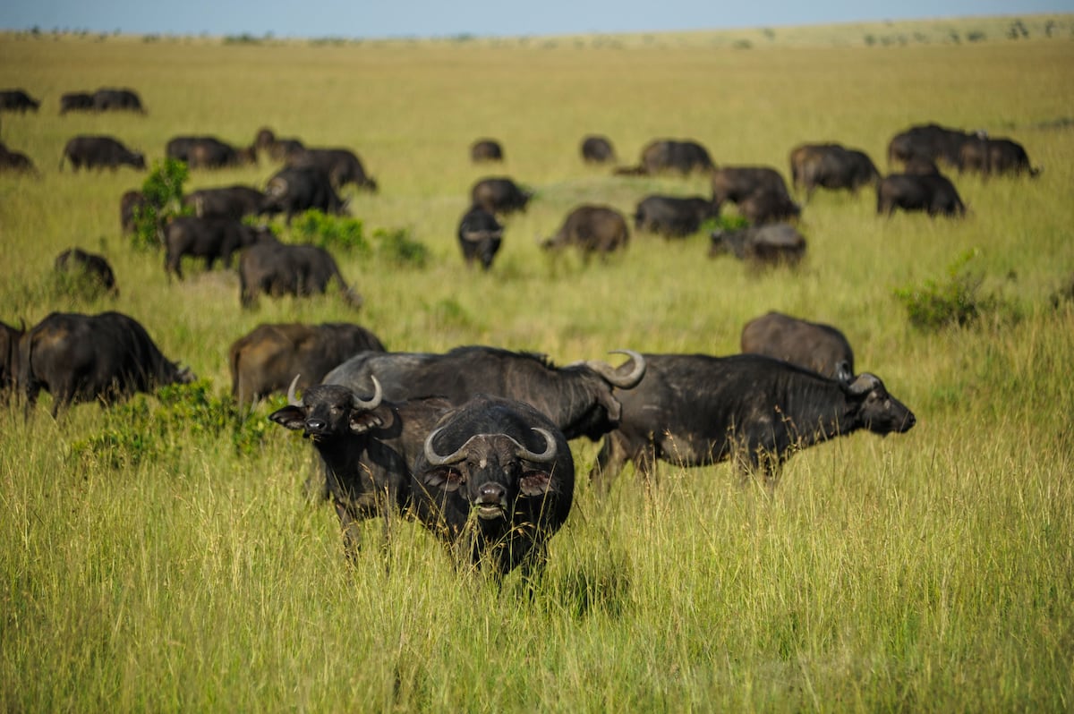 The bees dance and the elephant matriarchs decide this is how the