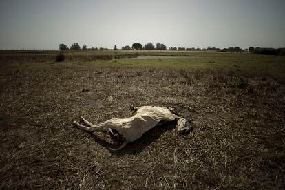 Un caballo muerto en la marisma del Parque Nacional de Doñana. / PACO PUENTES