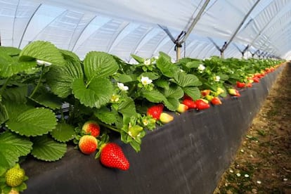 Rocieras en sus plantas