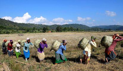 Mujeres de la tribu Tiwa transportan Maiphurs (bolsas de arroz) en su granja en el distrito de Karbi Anglong en el estado de Assam (India).