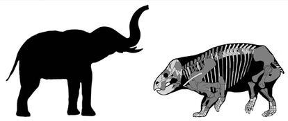 Comparación del Lisowicia con un elefante africano.