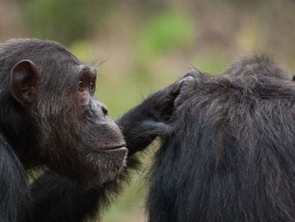 Los chimpanc&eacute;s machos optan por la coerci&oacute;n sexual para ser padres.