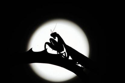 Una manti religiosa, siluteada por la luz de la Luna en el momento del eclipse, en Haikou, en la provincia china de Hainan. El eclipse ha podido ser visto en partes de Europa, Áfria, Asia Central y Australia. (Foto: ChinaFotoPress/Getty Images)