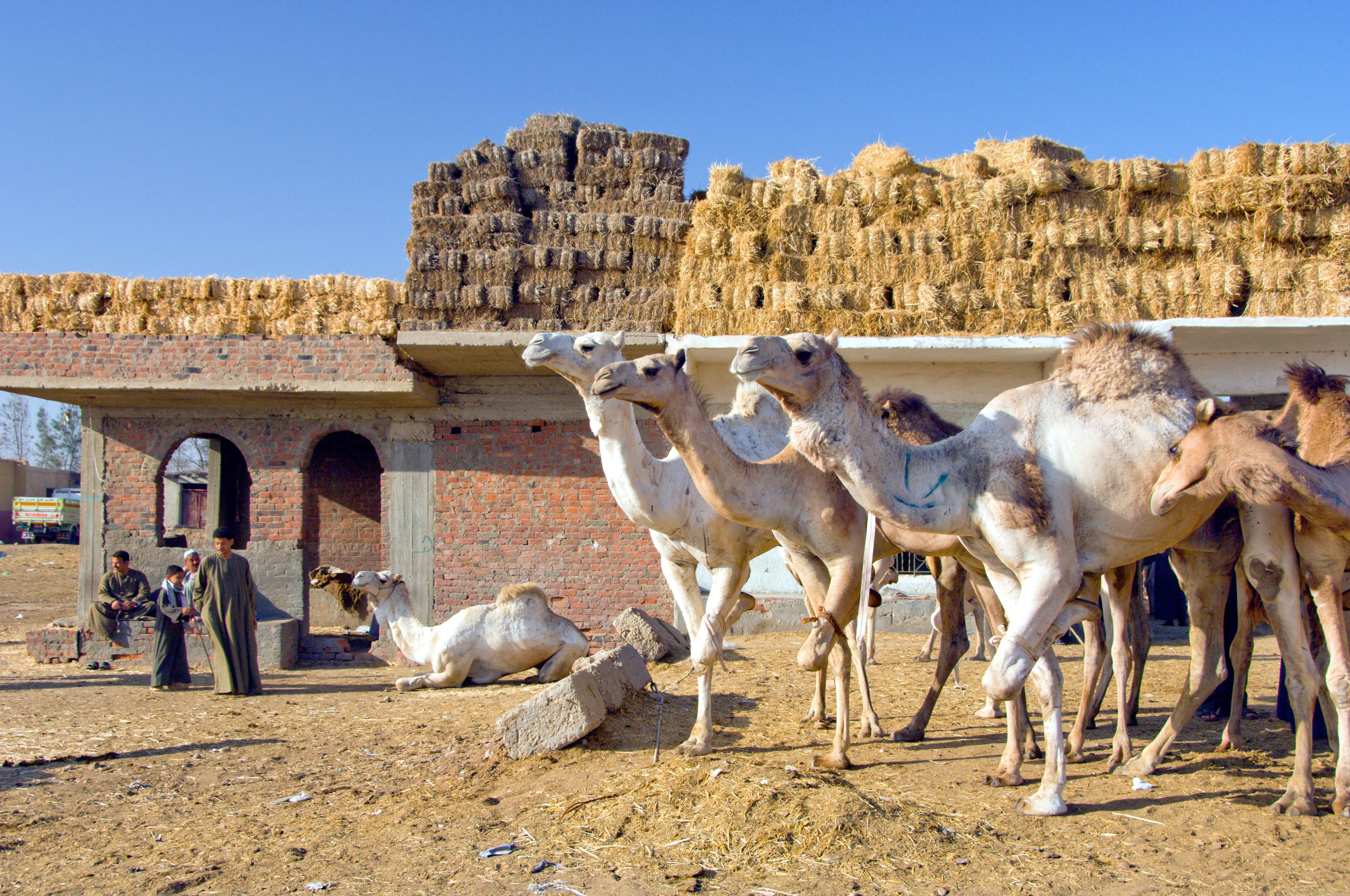 El mercado de camellos de Birqash.