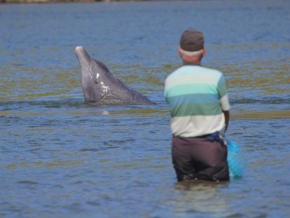 Un delfín mular captura alimento junto a un pescador artesanal con redes en Laguna, Brasil.