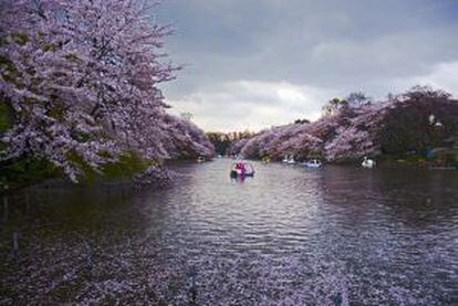 Cerezos en flor en el parque de Inokashira, en Tokio.