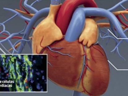 Células cardíacas madre, junto a la representación de un corazón.