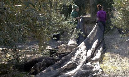 Mujeres trabajando en la eecolección de la aceituna en Jaén