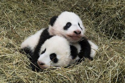 Fu Feng y Fu Ban, nacidos el 7 de agosto de 2016, son fotografiados en el zoológico de Schoenbrunn, en Viena (Austria).