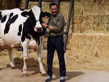 El presidente de la Junta de Andalucía, Juanma Moreno, este miércoles con la vaca 'Fadi' en Añora (Córdoba).