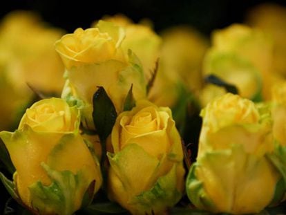 Els floristes esperen vendre 600.000 roses grogues.