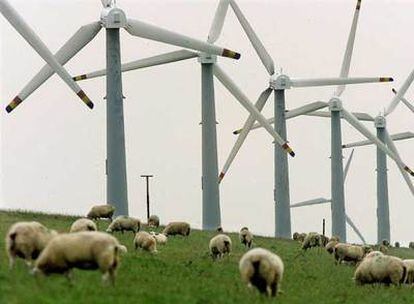 Un rebaño de ovejas pasta junto a varios aerogeneradores en la localidad de Klanxbuell (norte de Alemania).