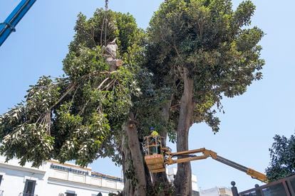 An operator is preparing to cut down part of the ficus, this Wednesday.