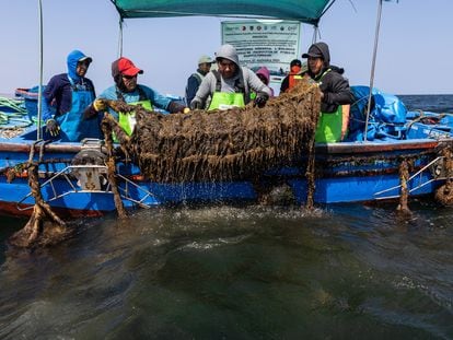 Trabajadores del criadero extraen del mar una linterna cuna, llena de conchas abanico, en Parachique, al norte de Perú.