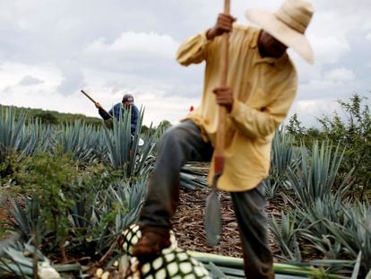 Dos jimadores cosechan agave azul en una plantación en Tepatitlán, Estado de Jalisco (México).