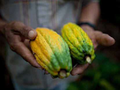 Producción de cacao en Bolivia. / PATRICIO CROOKER-INTERMÓN OXFAM