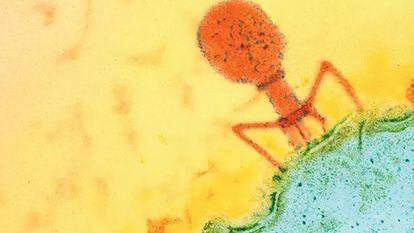 Un virus bacteriófago visto con microscopio.