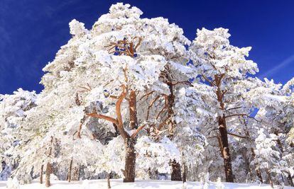 Imagen invernal en el recientemente creado Parque Nacional de Guadarrama.