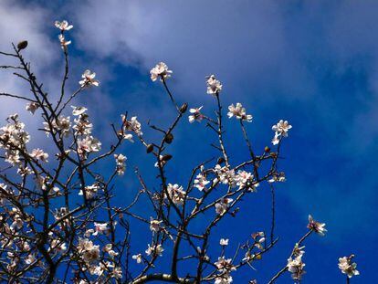 Almendros floridos.