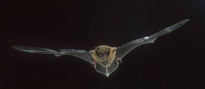 Un murciélago en pleno vuelo.